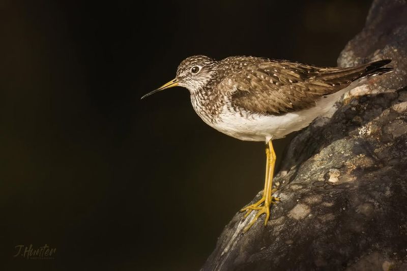 Solitary Sandpiper