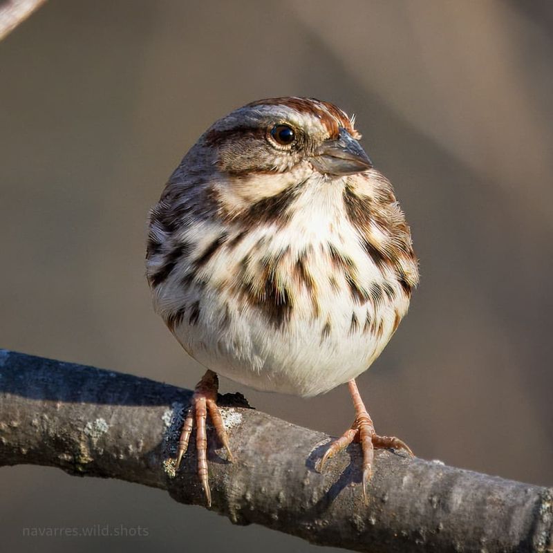 Song Sparrow