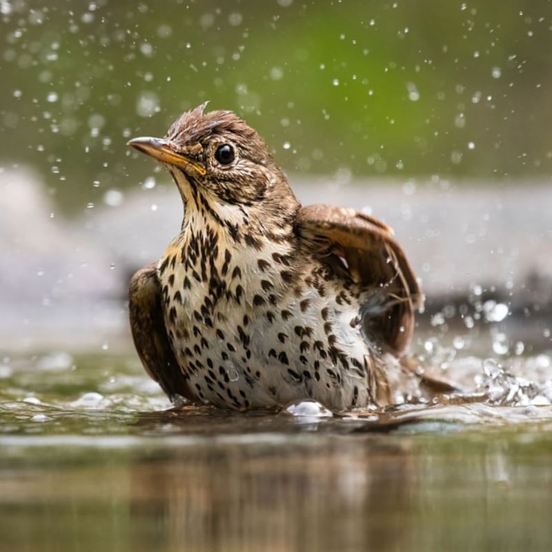 Song Thrush