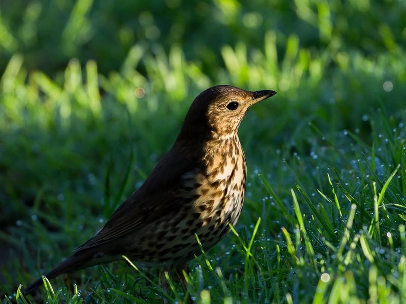 Song Thrush