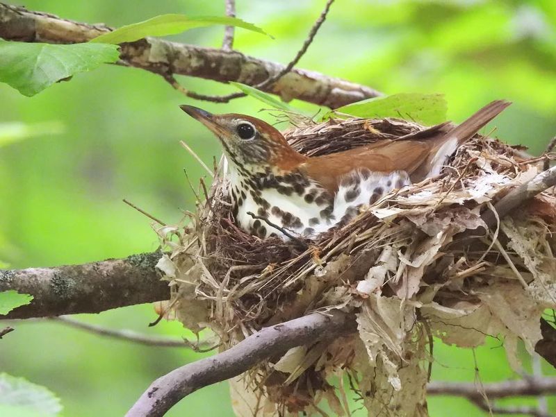 Song Thrush