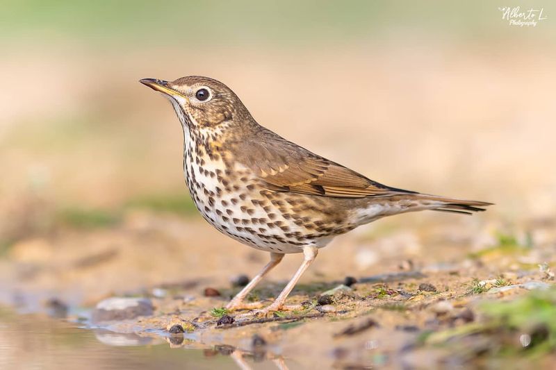 Song Thrush