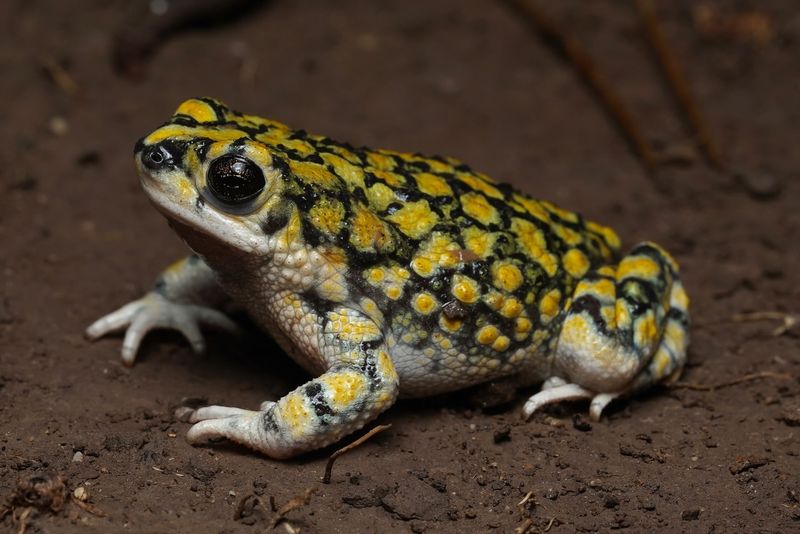 Sonoran Desert Toad - Arizona