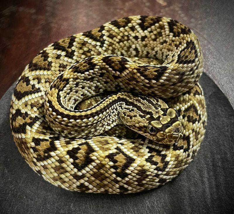 South American Rattlesnake