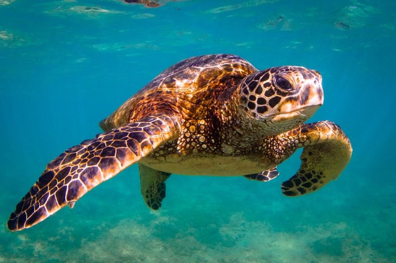 South Carolina's Loggerhead Sea Turtle