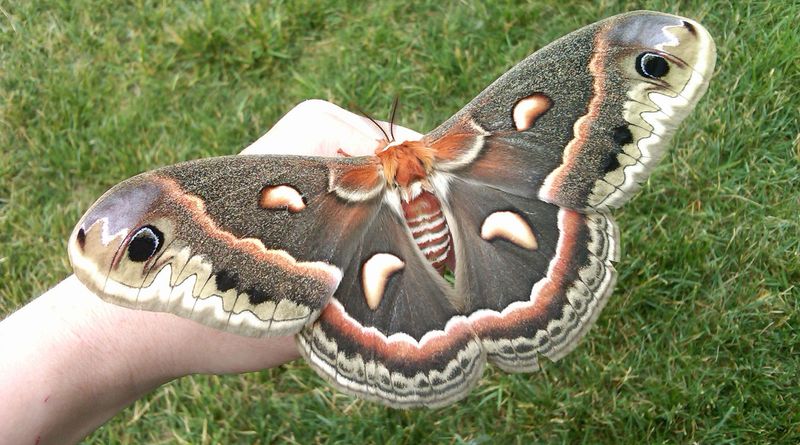 South Carolina's Giant Cecropia Moth