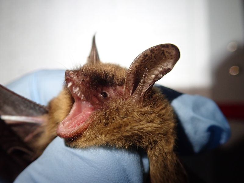 South Carolina's Sandhills Bats