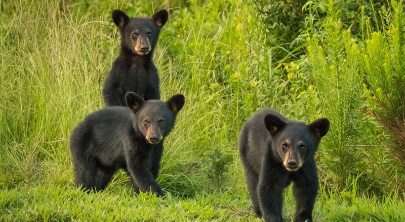 South Carolina Bear