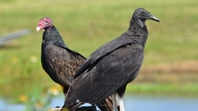 South Carolina - Black Vulture