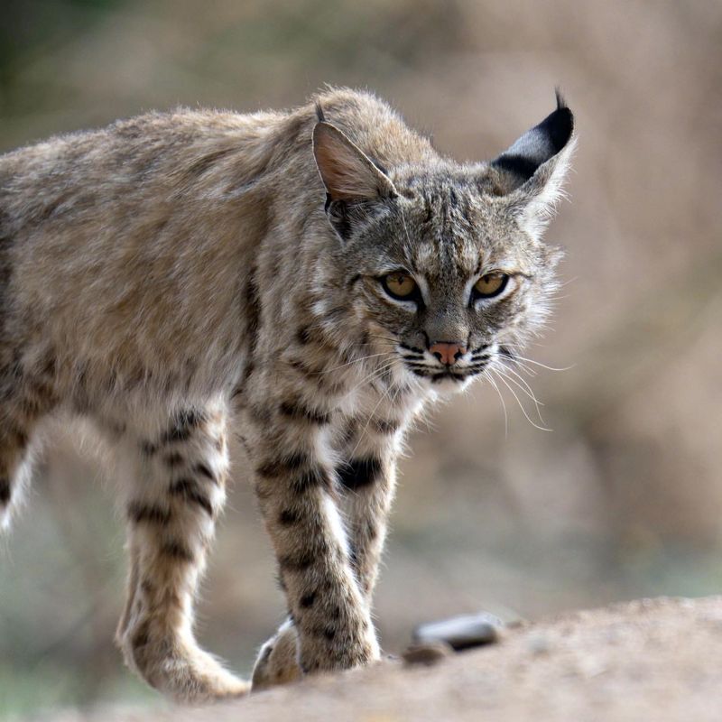 South Carolina - Bobcat