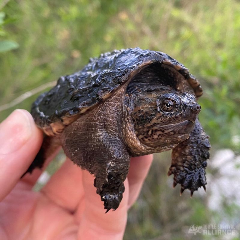 South Carolina Common Snapping Turtle