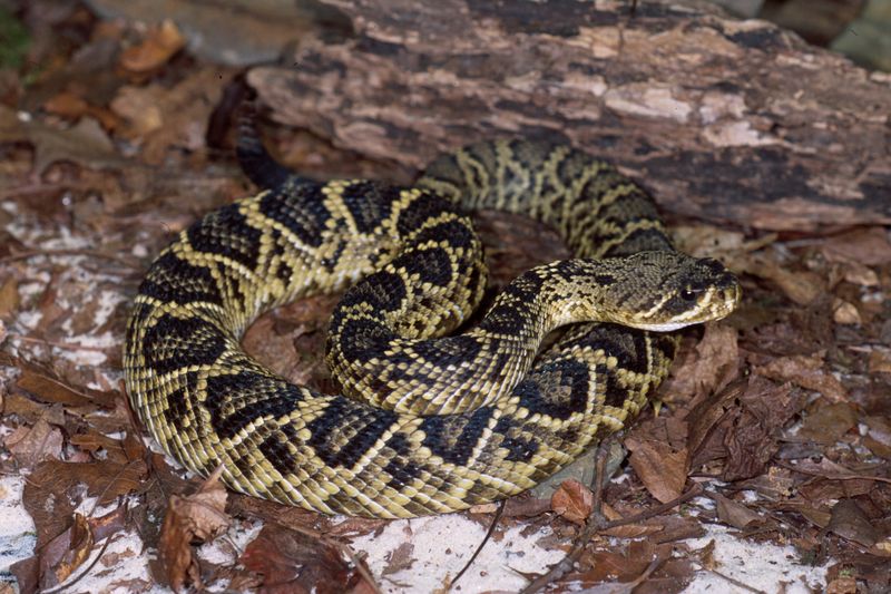 South Carolina - Eastern Diamondback Rattlesnake