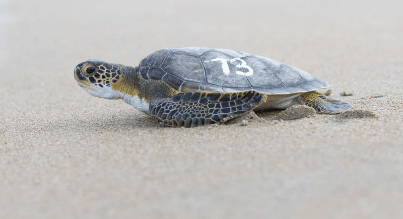 South Carolina - Loggerhead Sea Turtle