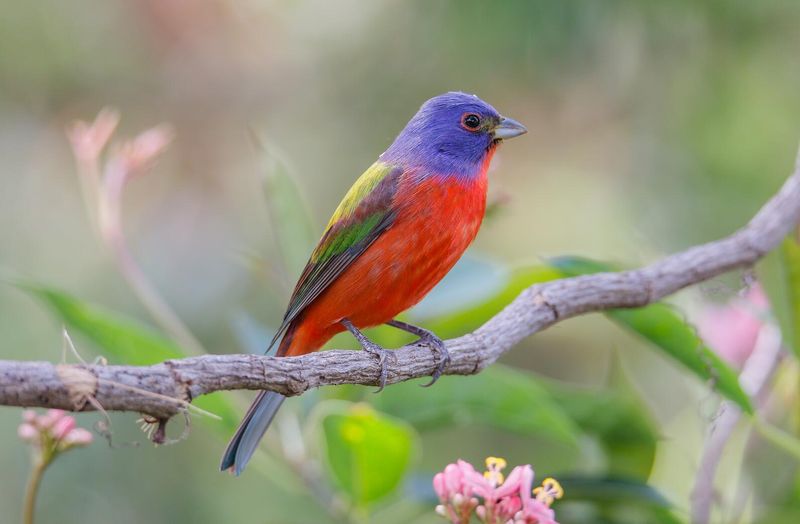 South Carolina: Painted Bunting