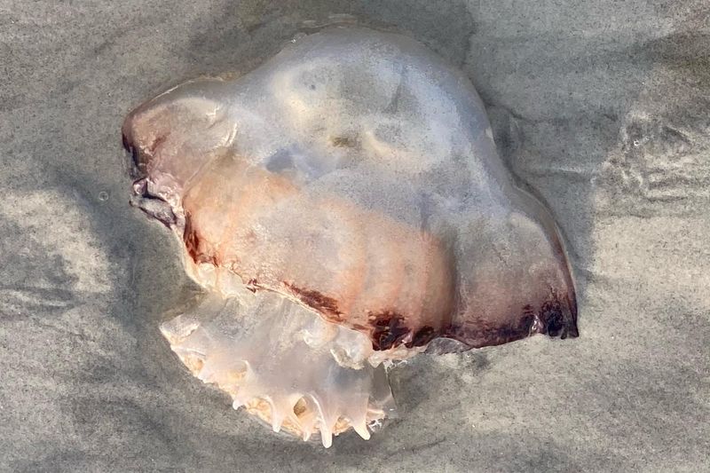 South Carolina - The Massive Cannonball Jellyfish