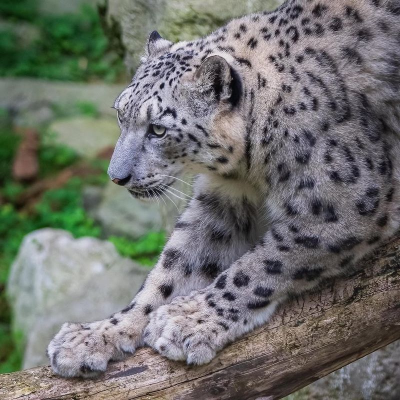 Snow Leopard