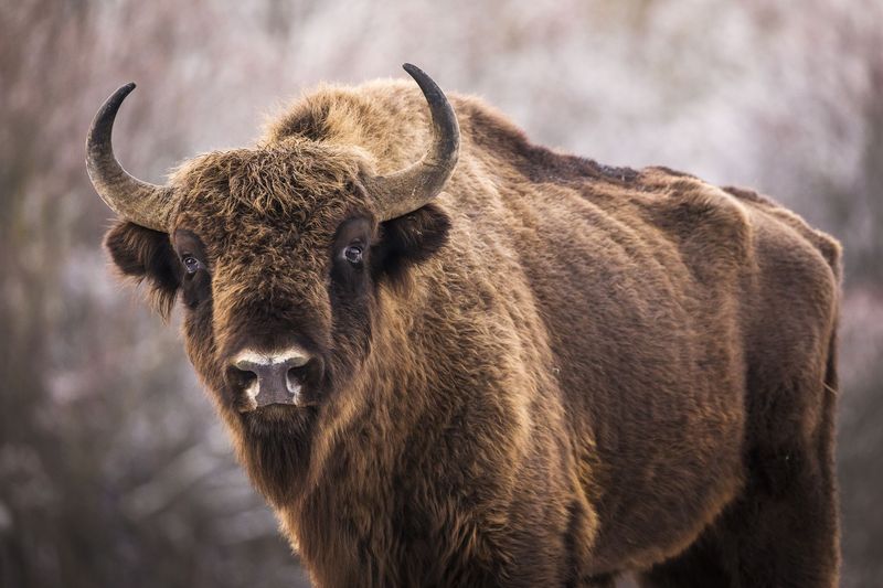 South Dakota's American Bison