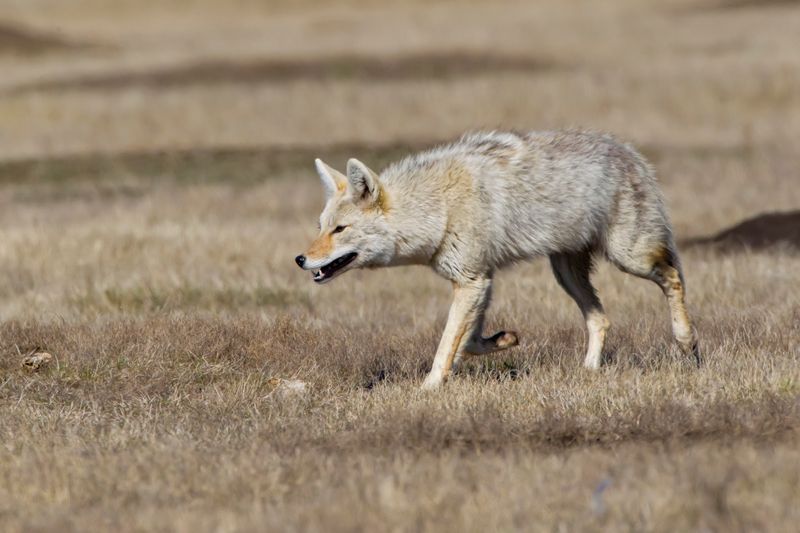 South Dakota