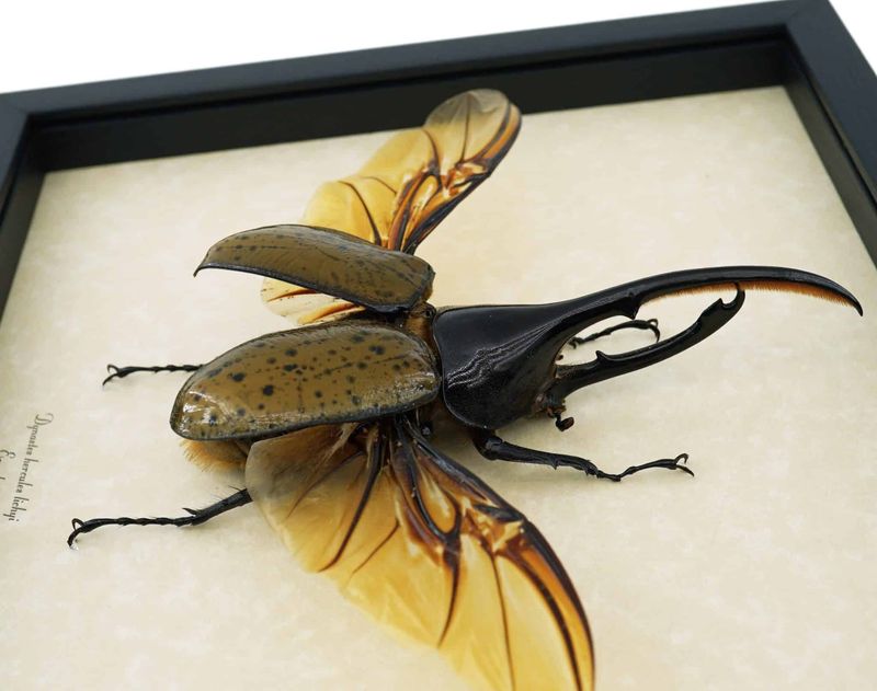 South Dakota's Giant Hercules Beetle