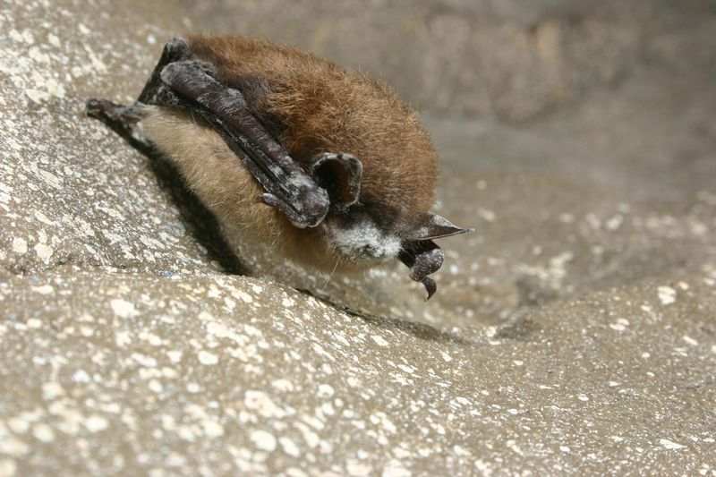 South Dakota's Badlands Bats