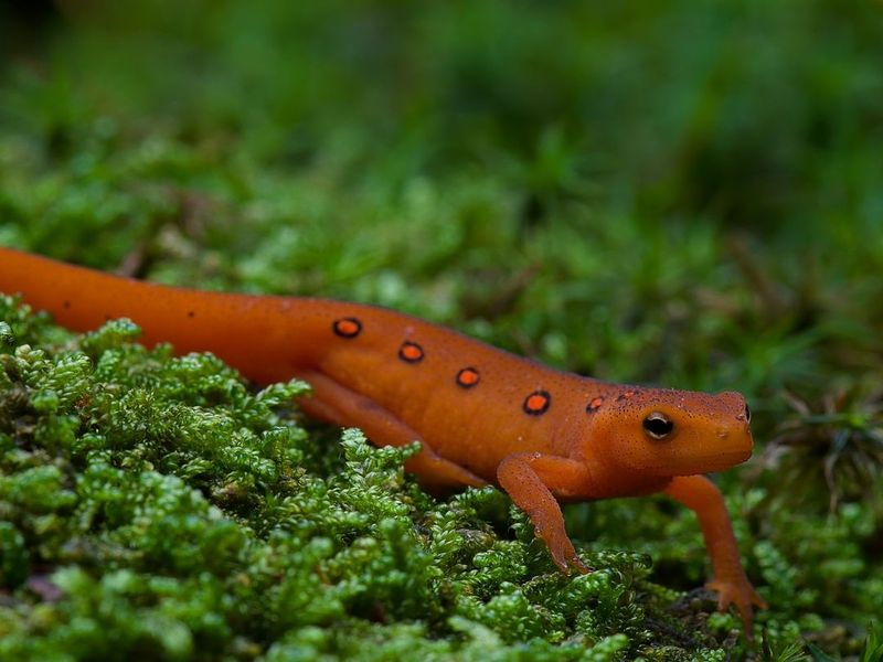 South Dakota's Prairie Wonder: Central Newt