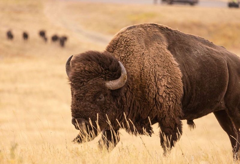 South Dakota: American Bison