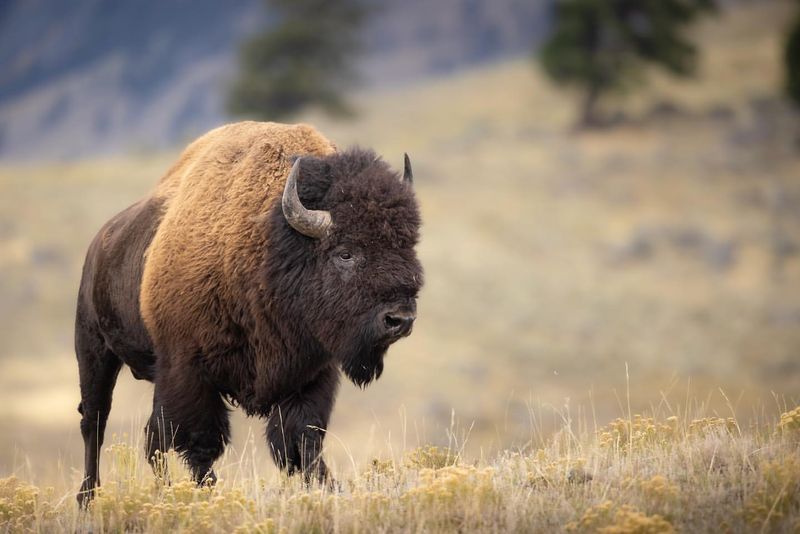 South Dakota - American Bison