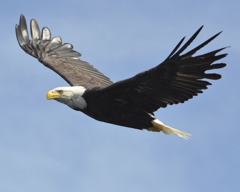 South Dakota - Bald Eagle