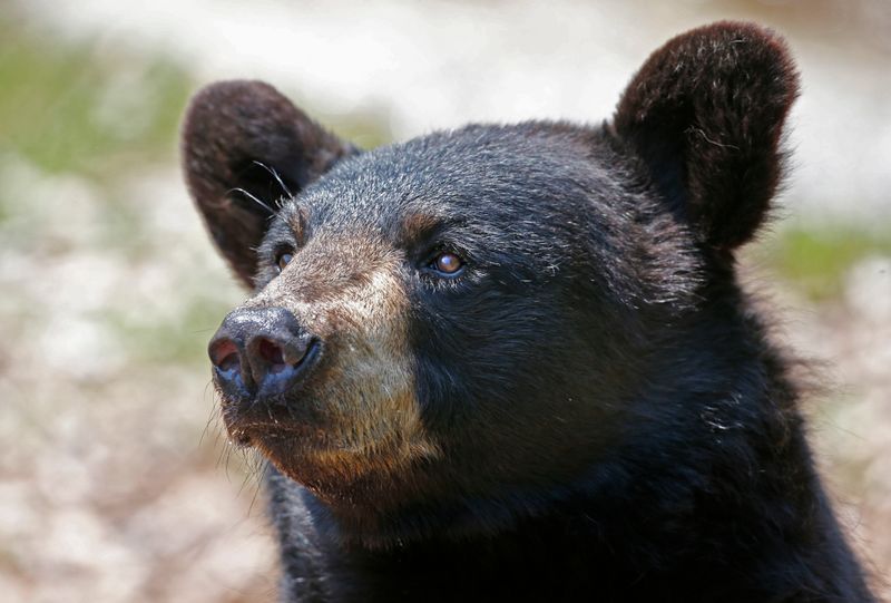 South Dakota Bear