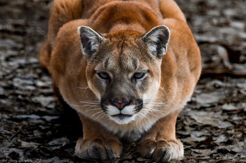 South Dakota - Cougar