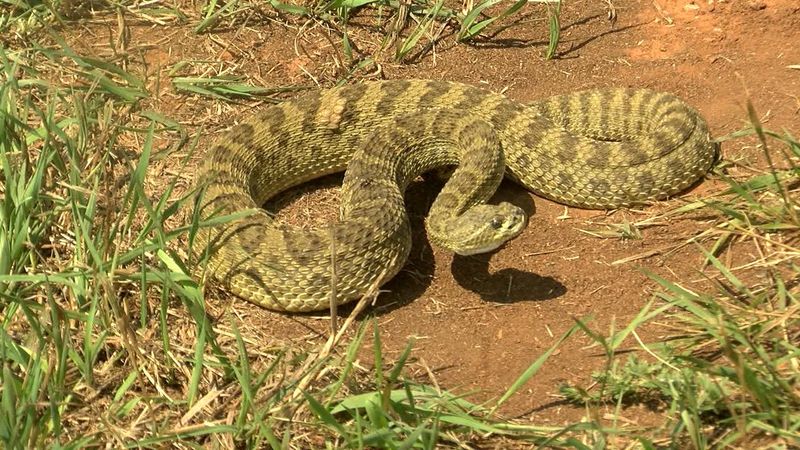 South Dakota - Prairie Rattlesnake