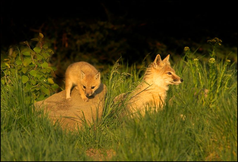 South Dakota - Swift Fox