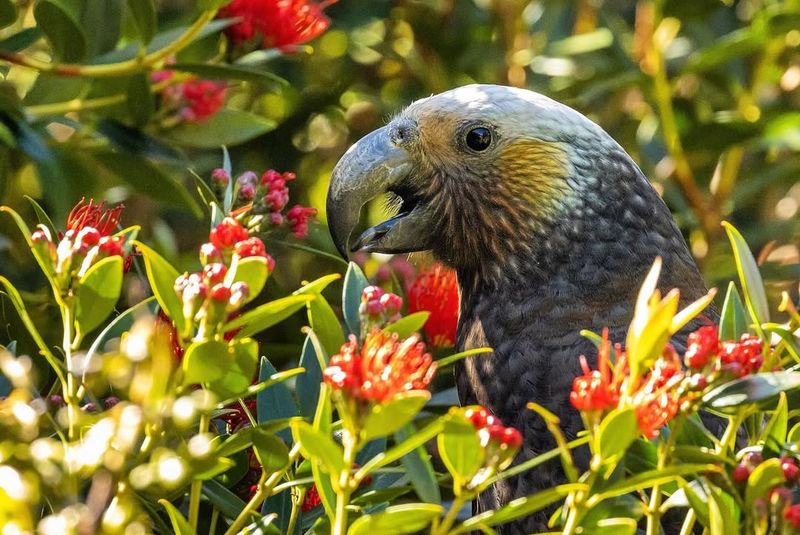 South Island Kaka