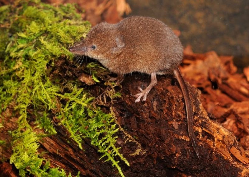 Southeastern Shrew