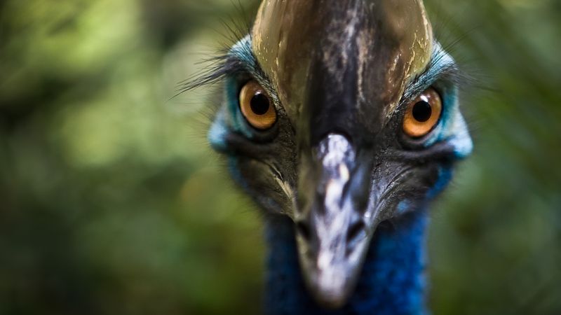 Southern Cassowary