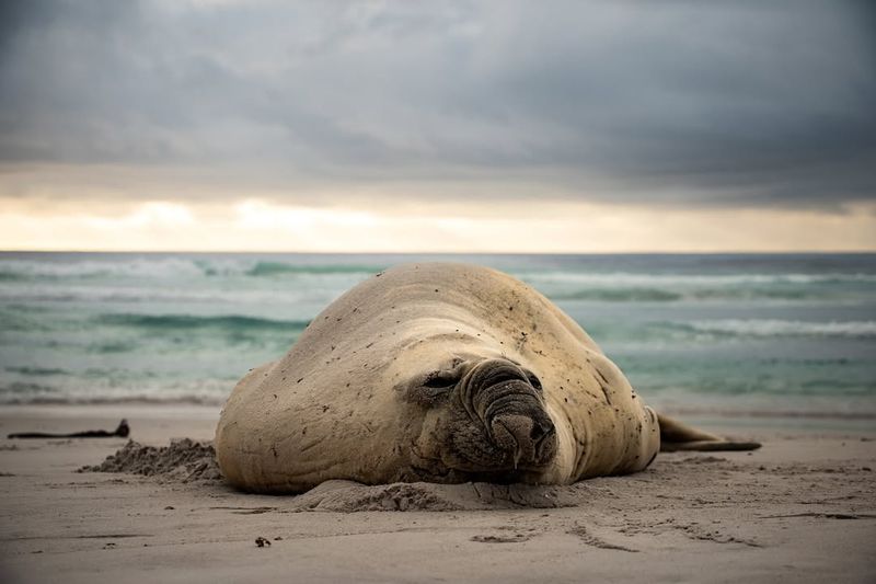 Southern Elephant Seal