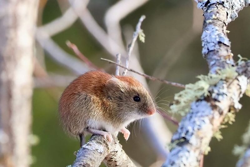 Southern Red-backed Vole