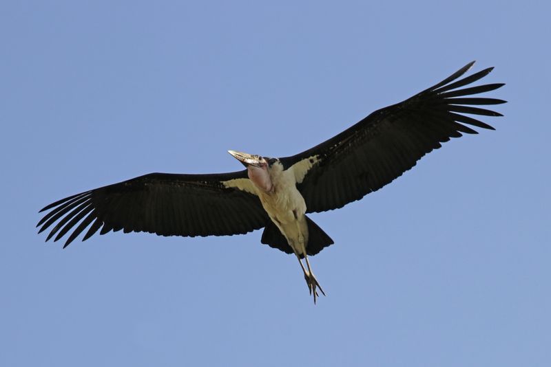 Marabou Stork