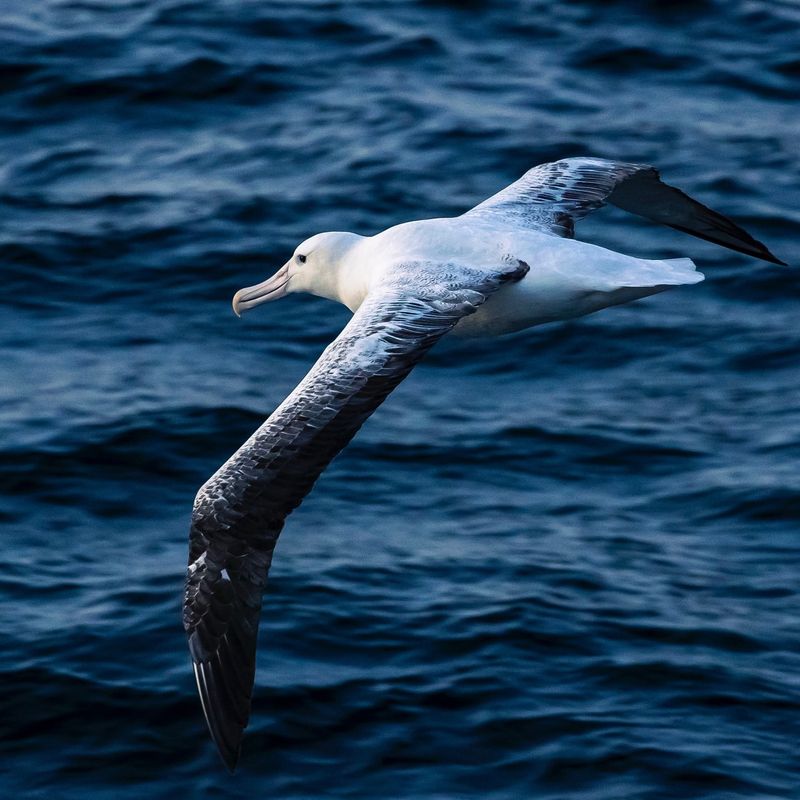 Southern Royal Albatross