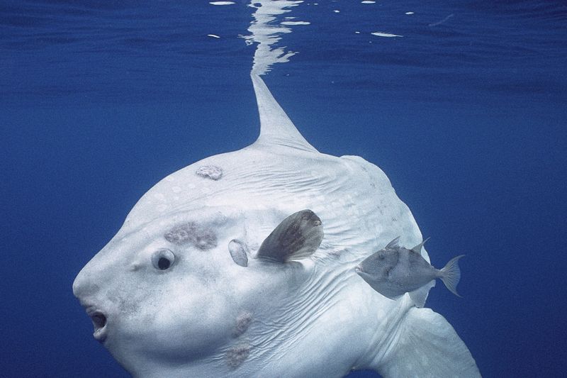 Southern Sunfish