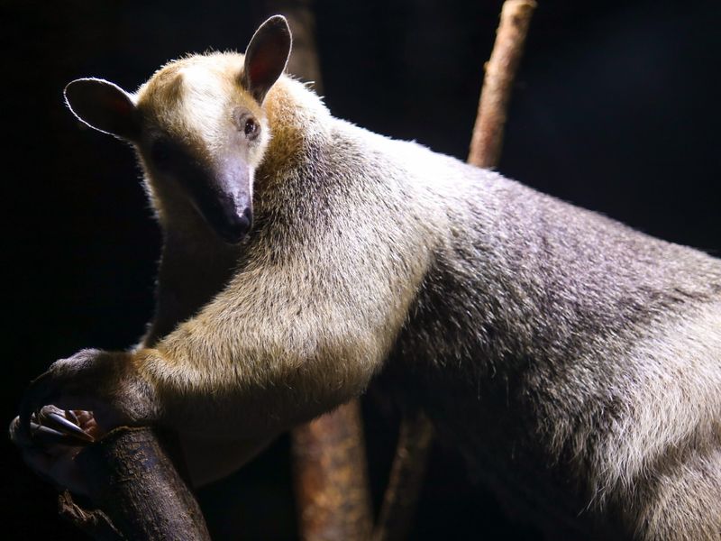 Southern Tamandua