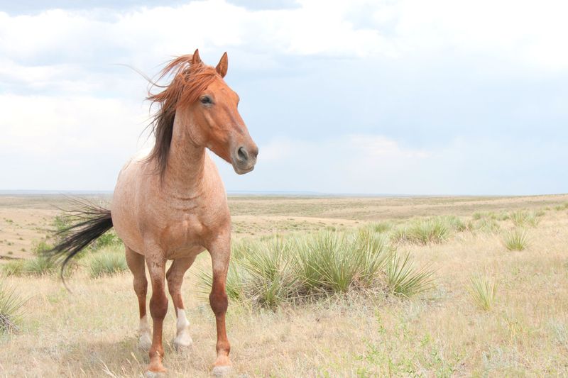 Spanish Mustang