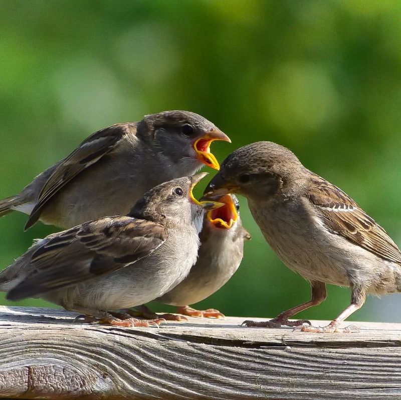 Sparrows' Sociability