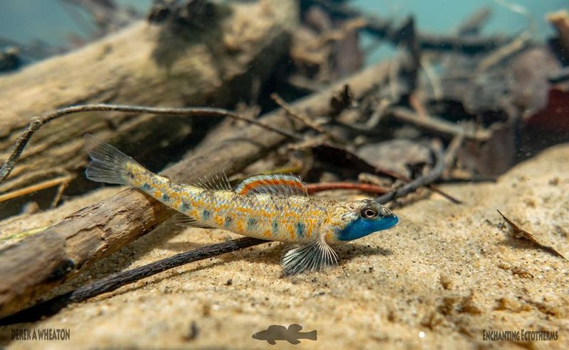 Speckled Darter