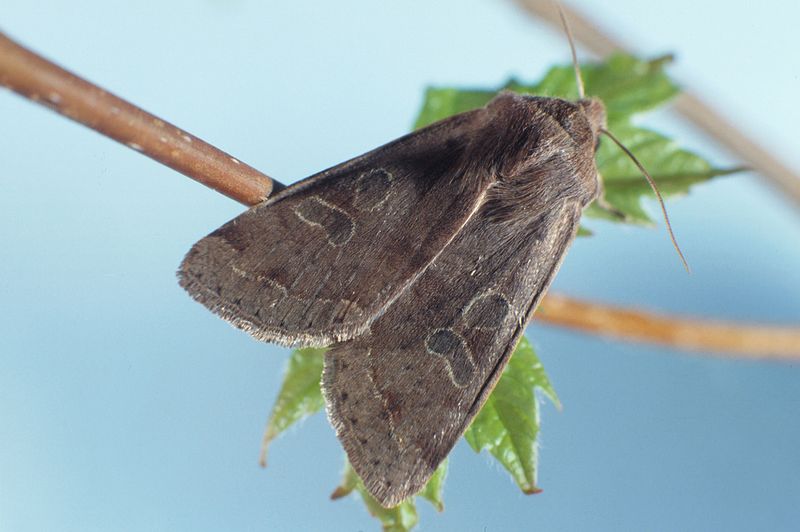 Speckled Green Fruitworm Moth