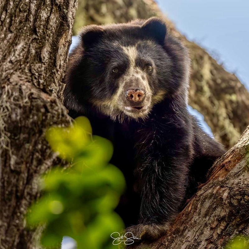 Spectacled Bear