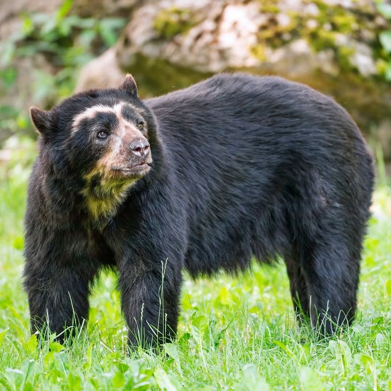 Spectacled Bear