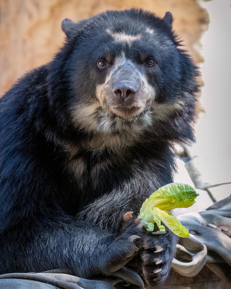 Spectacled Bear