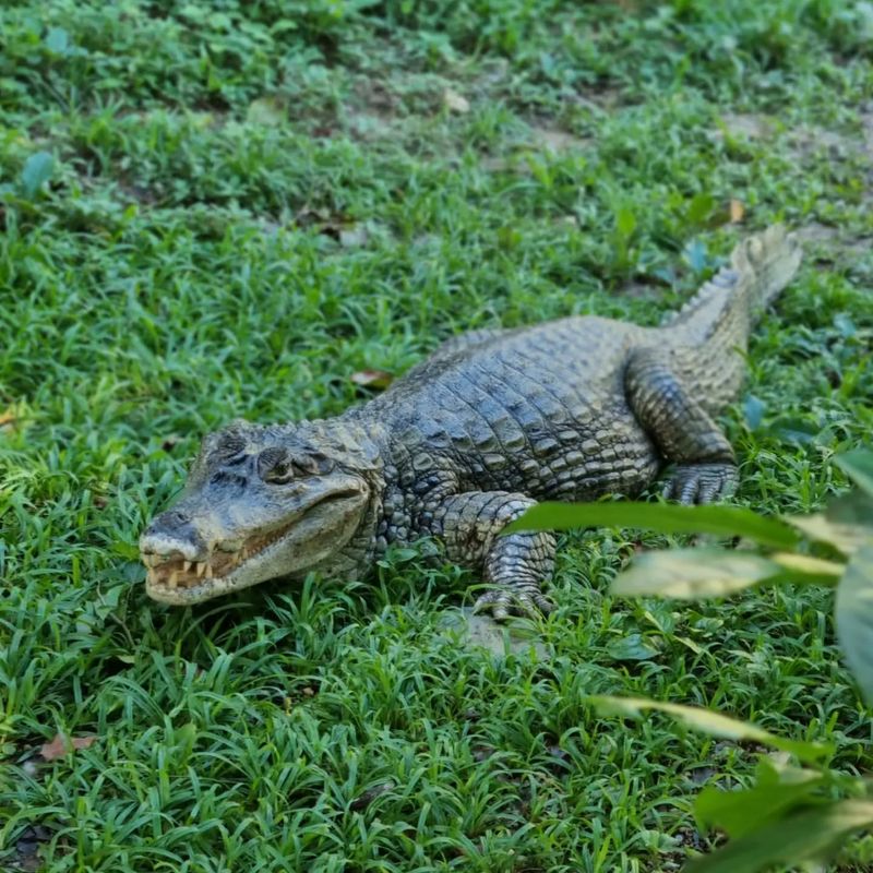 Spectacled Caiman