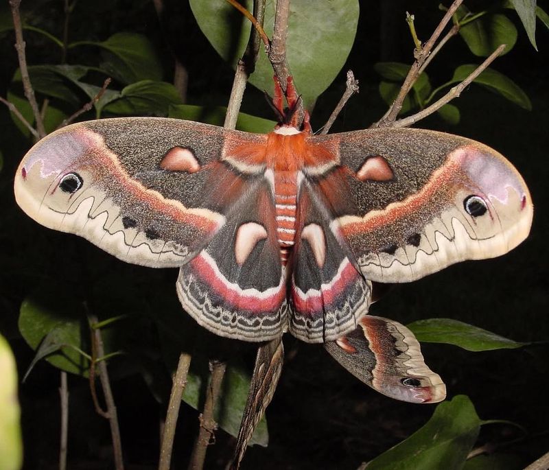 Giant Silkmoth Family